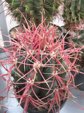 Ferocactus acanthodes